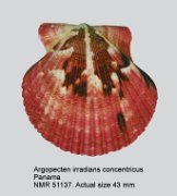 Argopecten irradians concentricus